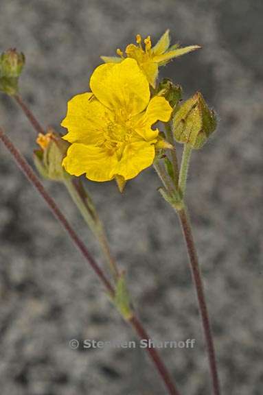 potentilla gracilis var flabelliformis 2 graphic